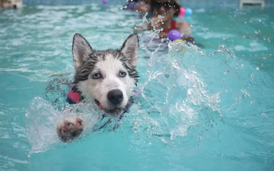 Golden retriever in a life jacket walking on an underwater treadmill in a glass tank, water at hip height, a therapist's hand on its harness