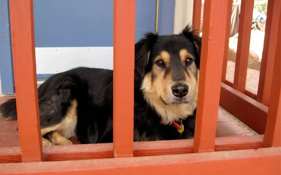 Cartoon-style dog kennel with paw prints and a bone, in bright colours, next to a real dog resting on a living-room rug