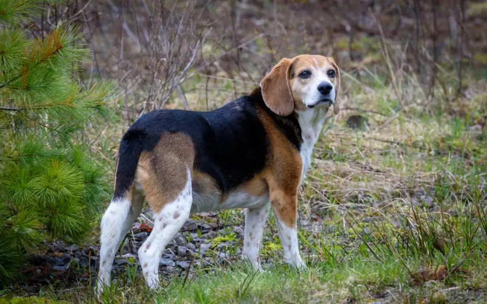 Heavy-set beagle in a red life jacket paddling across an indoor dog pool, a handler walking beside it in waist-deep water