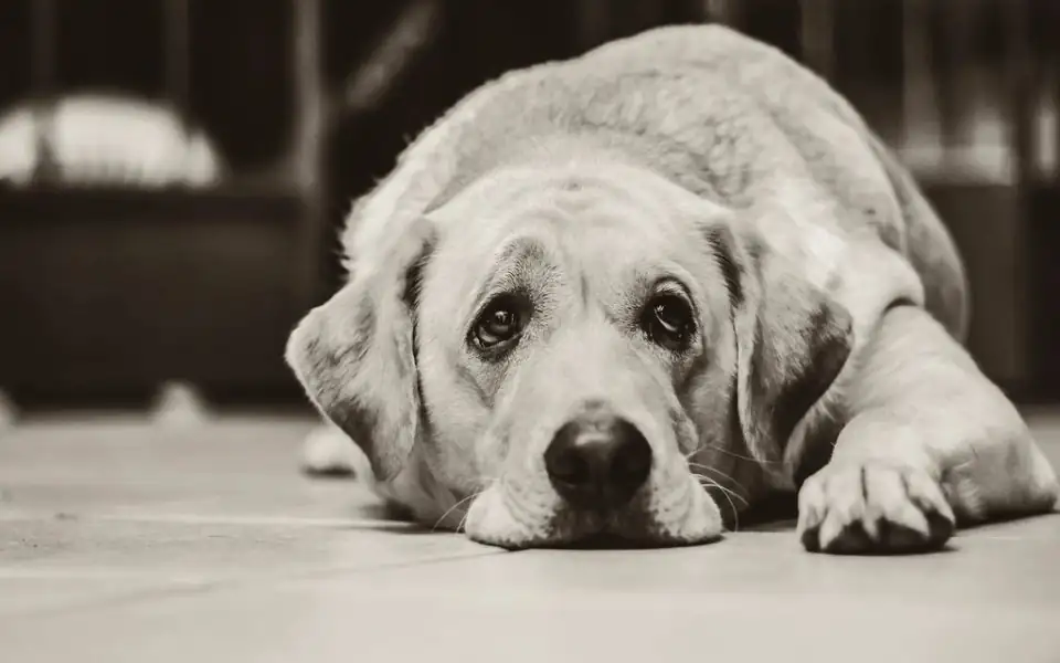Grey-muzzled golden retriever walking slowly on an underwater treadmill, water at elbow height, a therapist's hand resting on its back