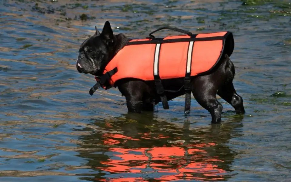 Medium-sized dog in a bright orange life jacket standing in calm, ankle-deep lake water beside its owner
